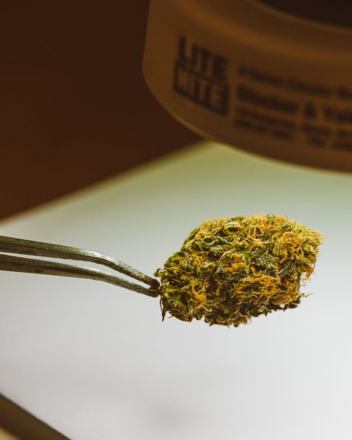Close-up view of cannabis bud held by tweezers, ideal for alternative medicine and botanical research.